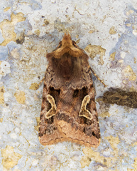 Cerastis enigmatica