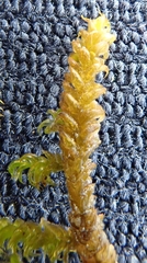 Warnstorfia fluitans