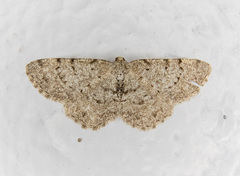Aethalura intertexta