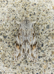 Egira crucialis