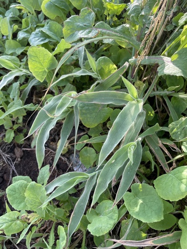 Panicum torridum