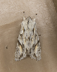 Egira crucialis
