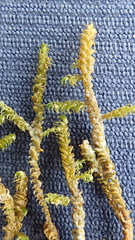 Warnstorfia fluitans