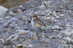 Pseudopodoces humilis