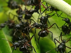 Dolichoderus cuspidatus