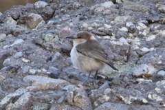 Pseudopodoces humilis