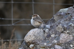 Pseudopodoces humilis