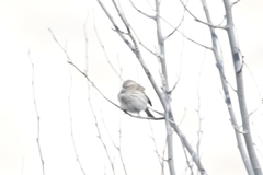 Carpodacus rubicilloides