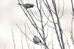 Carpodacus rubicilloides