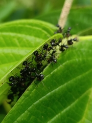 Dolichoderus cuspidatus