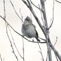 Carpodacus rubicilloides