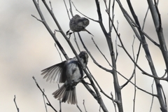 Carpodacus rubicilloides
