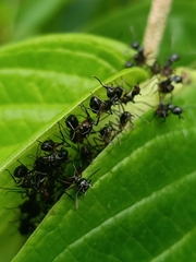 Dolichoderus cuspidatus