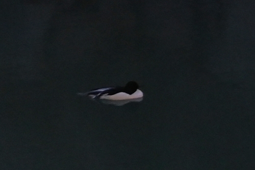 Common Merganser
