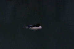 Mergus merganser