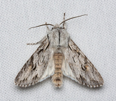 Egira crucialis