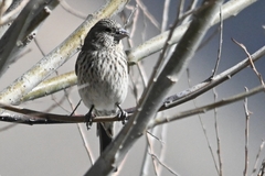 Carpodacus rubicilloides
