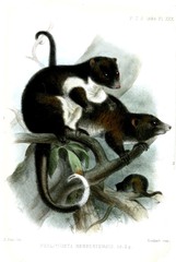 Herbert River Ringtail photo 4