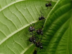 Dolichoderus cuspidatus