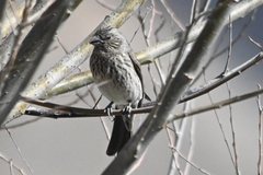 Carpodacus rubicilloides