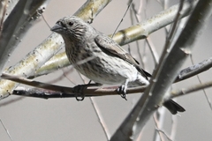 Carpodacus rubicilloides