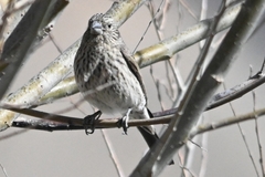 Carpodacus rubicilloides