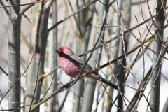 Carpodacus rubicilloides
