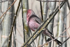Carpodacus rubicilloides