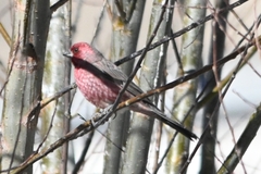 Carpodacus rubicilloides