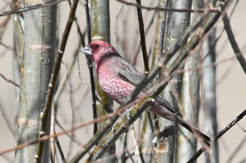 Streaked Rosefinch