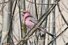 Carpodacus rubicilloides