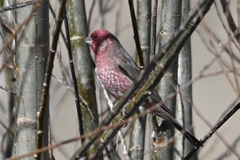 Carpodacus rubicilloides