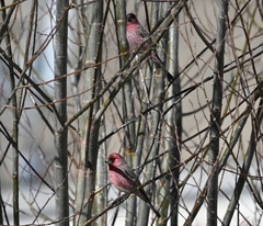 Carpodacus rubicilloides