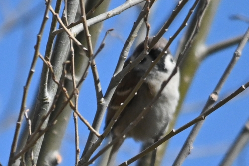 Eurasian Tree Sparrow