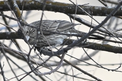 Carpodacus rubicilloides
