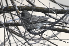 Carpodacus rubicilloides