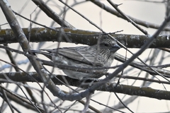 Carpodacus rubicilloides