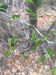 Pyrostria sarodranensis image