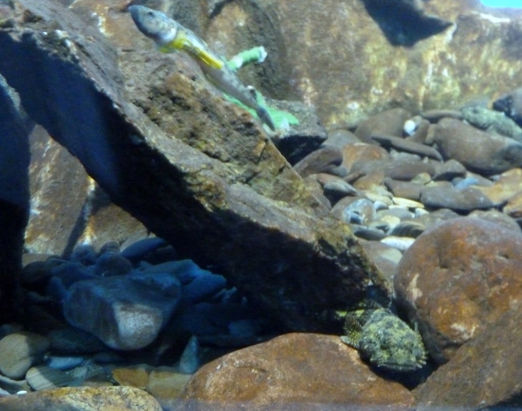 Batrachocottus