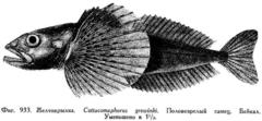 Baikal Yellowfin photo 4