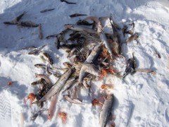 Baikal Yellowfin photo 5