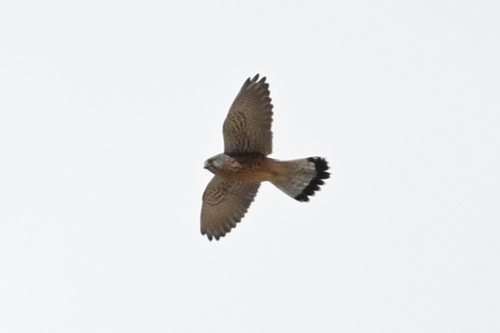 Eurasian Kestrel