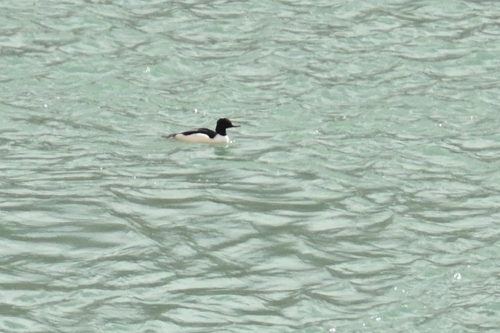 Asian Goosander