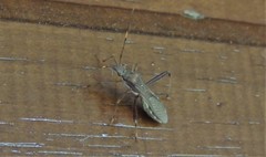 Riptortus abdominalis