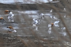 Ichthyaetus ichthyaetus