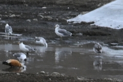 Ichthyaetus ichthyaetus