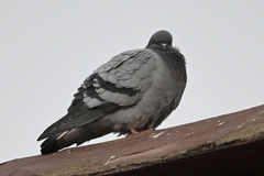 Columba rupestris