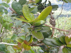 Tabebuia rigida