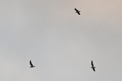 Ichthyaetus ichthyaetus