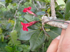Tabebuia rigida